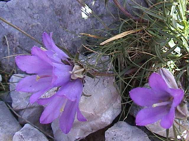 Edraianthus graminifolius